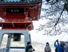 鐘楼付近の桜も間もなく満開になりそうです