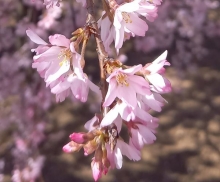 天寧寺は「花の寺」として知られています