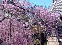 「枝垂れ桜」はアーチ状になっています