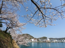 桜越しに尾道の街並みが楽しめるスポットです