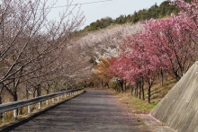 シトラスパーク(1)