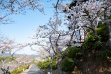 早朝の千光寺公園は人はまばら　日中から夜は混雑するのでゆっくりお花見したい方は早朝がおすすめです