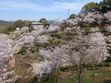 お花見日和に恵まれた千光寺公園