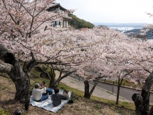 お花見にも日常風景が戻ってきました