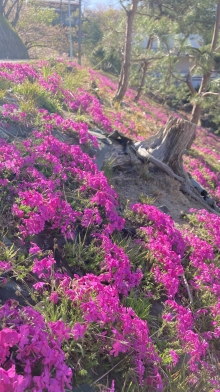 数は少ないですが芝桜もありますよ