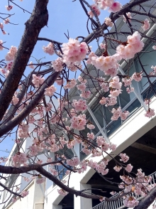 大漁桜