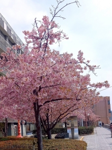 河津桜