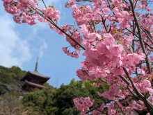 寒緋桜は見頃です