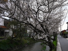 桜土手