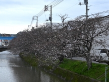 桜土手