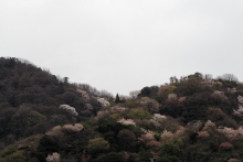 山桜