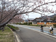 しまなみ海道沿線は多くのサイクリストで賑わっていました