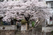 線路沿いの一本桜