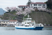渡船越しの向島の桜