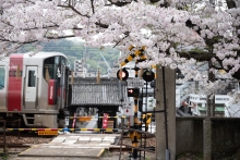 桜と電車