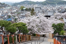 西國寺の桜