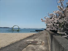 ベルベデールせとだと桜