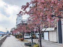 全体的にはまだ2から3分咲きといったところ