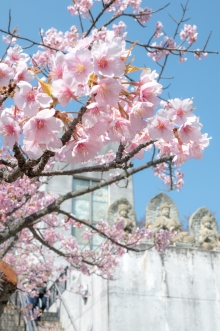 未來心の丘手前の河津桜