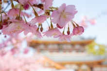 受付付近の河津桜