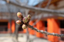 ヨウコウザクラのつぼみ