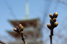 ソメイヨシノのつぼみ