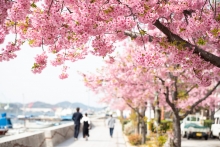 河津桜と大漁桜が満開を迎えています