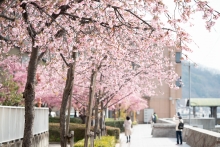 大漁桜も河津桜から少し遅れて満開を迎えました