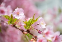 河津桜は少し新緑が目立ち始めました