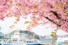 さくらと尾道水道が奏でる風景をお楽しみください
