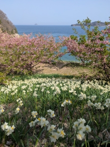 河津桜には新緑が目立ち始めました