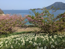 スイセンの甘い香りが漂っています