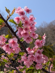 この公園の河津桜はまもなく見納めとなりそうです