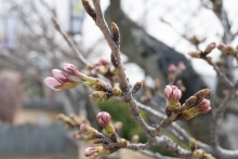 午後にでも開花しそうな千光寺公園の標準木