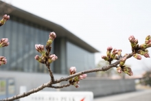 尾道市立美術館前のソメイヨシノ