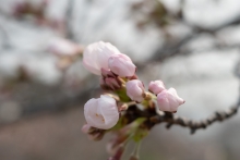 千光寺公園内で開花中のソメイヨシノ