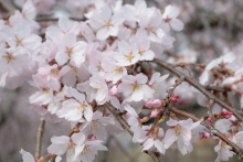 シダレザクラは見ごろをむかえ、多くの人が集まっていました