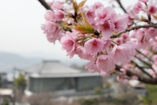 河津桜はピークが過ぎて、葉っぱが出てきました