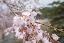 シダレザクラは満開です