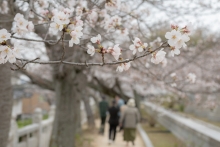 桜のトンネルの入り口付近