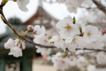 耕三寺のソメイヨシノ