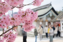 ピンク色の濃いヨウコウザクラは満開です