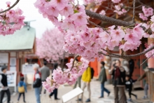 境内に入ってすぐのヨウコウザクラ