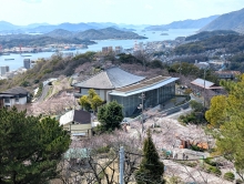 公園全体がほのかに桜色に変わり始めました