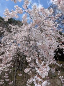 枝垂桜は見頃を迎えています