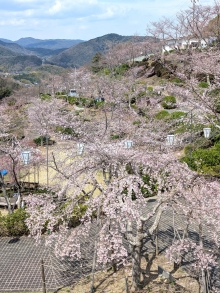 まだ咲き始めの木が多いですがお花見客で賑わっています