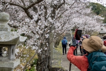 名荷神社の参道沿いのソメイヨシノ
