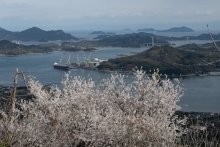 登山道からの見た桜と多島景観