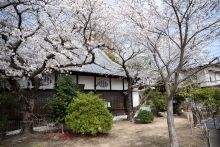 信行寺の桜が見頃です