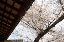 のんびりお花見を楽しみたい方におすすめのスポットです